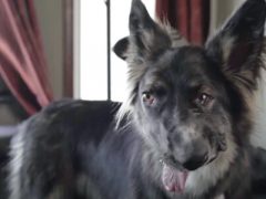 Пёс, на которого напала собственная мать, стал звездой социальных сетей