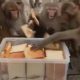 Обычный хлеб показался обезьянам изысканным угощением