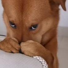 Собака, которую регулярно ругают за непослушание, прославилась в интернете