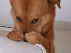 Собака, которую регулярно ругают за непослушание, прославилась в интернете