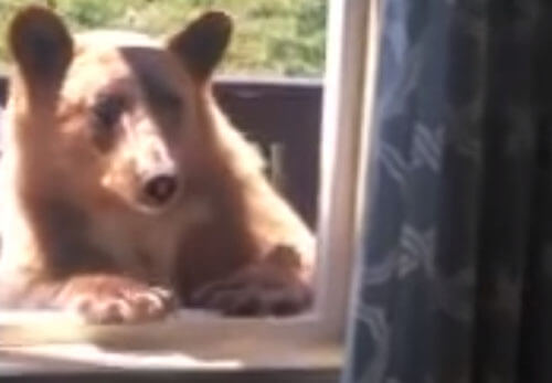 Медведь попытался проникнуть в дом через окно