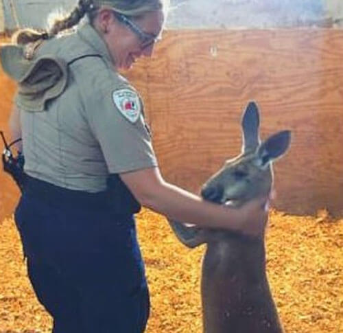 Полицейским удалось поймать кенгуру, оказавшегося дружелюбным
