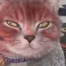 Кот стал клиентом детского салона красоты и заполучил странный макияж