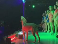 Музыкальный пёс полюбил выступать в ночном клубе