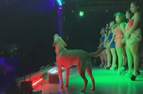 Музыкальный пёс полюбил выступать в ночном клубе