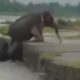 Слонёнок покорил высоту благодаря маминому хоботу