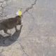Бродячая беременная кошка нацепила себе на голову пакет
