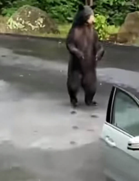 Медведь, открывший машину, испугался содеянного