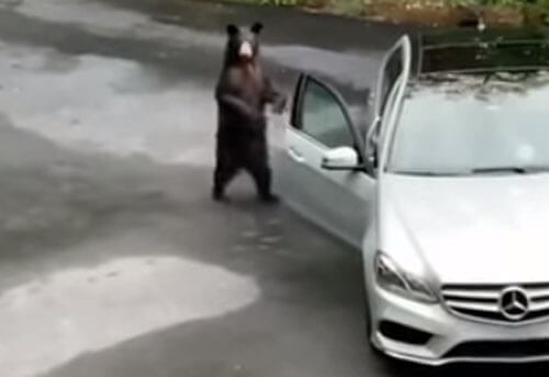 Медведь, открывший машину, испугался содеянного
