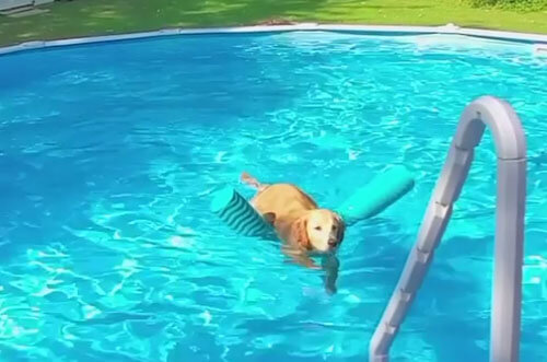 Пёс убедился, что плавать с игрушкой гораздо удобнее