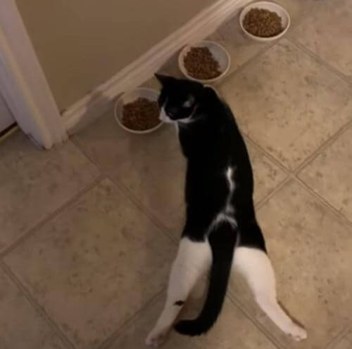 Хозяев веселит кошка, обедающая в странной позе
