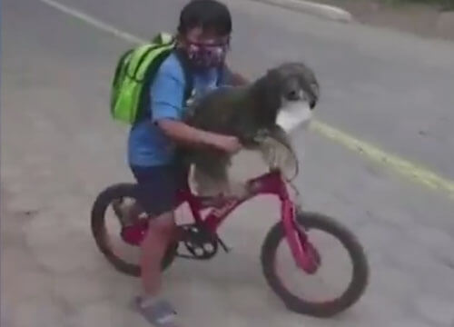 Отправляясь с собакой в поездку на велосипеде, мальчик не забыл о маске для питомицы