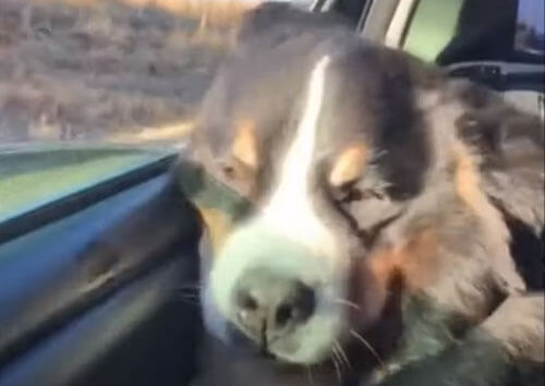 Собака, катающаяся на машине, превратилась в жутковатое чудовище