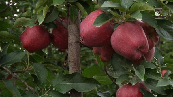 Ароматные витамины: яблочные рекорды и сады Кабардино-Балкарии