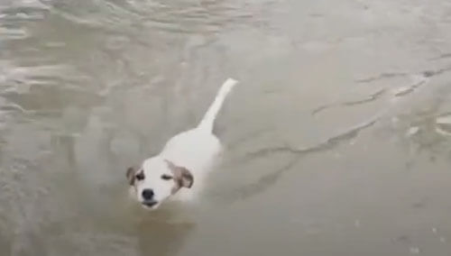 Сильные дожди принесли собакам не неприятности, а радость