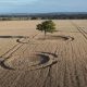 Неизвестные художники нарисовали на поле круг, включив в него дерево