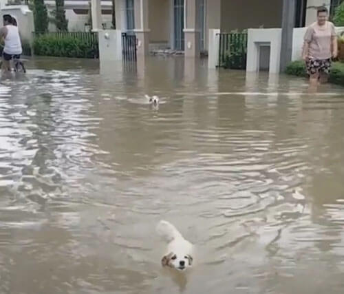 Сильные дожди принесли собакам не неприятности, а радость