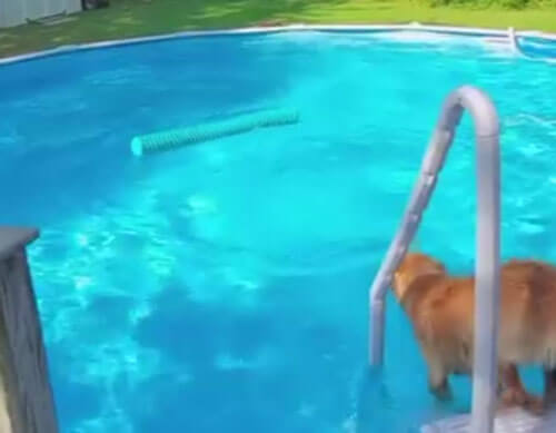 Пёс убедился, что плавать с игрушкой гораздо удобнее