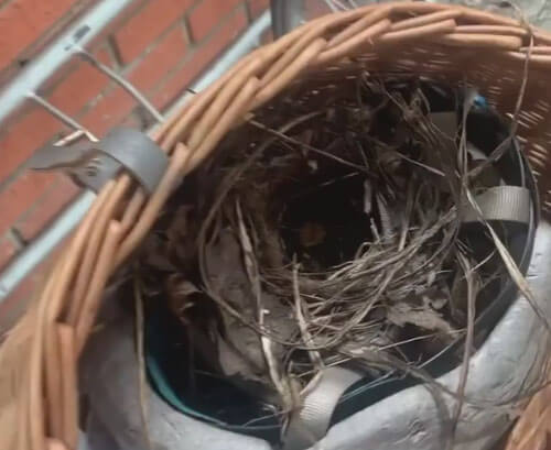 Птица додумалась свить гнездо в необычном месте