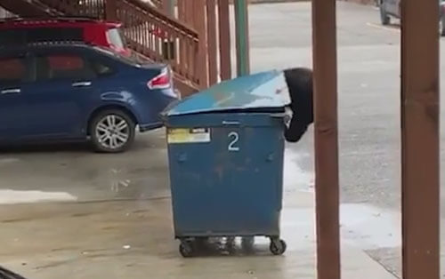 Медведь знает, как достать обед из мусорного бака