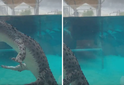 Крокодил продемонстрировал странную манеру плавания