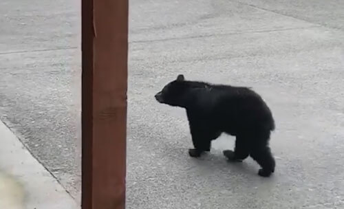 Медведь знает, как достать обед из мусорного бака