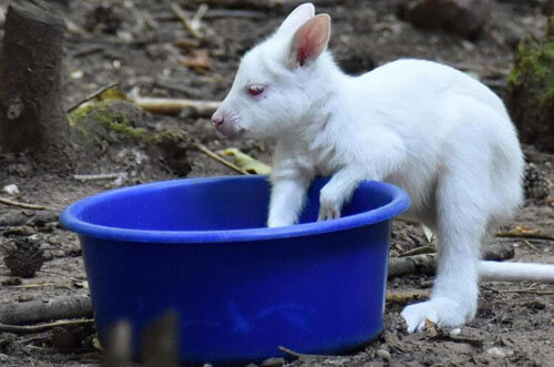 Маленького кенгуру-альбиноса украли из зоопарка