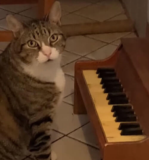 Кот садится за пианино всякий раз, когда хочет внимания