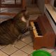 Кот садится за пианино всякий раз, когда хочет внимания