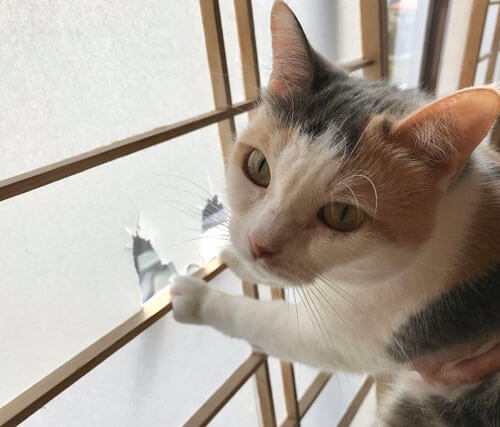 Гостиница предлагает клиентам пожить в обществе кошек
