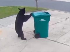 Хулиганистый медведь опрокинул мусорный бак