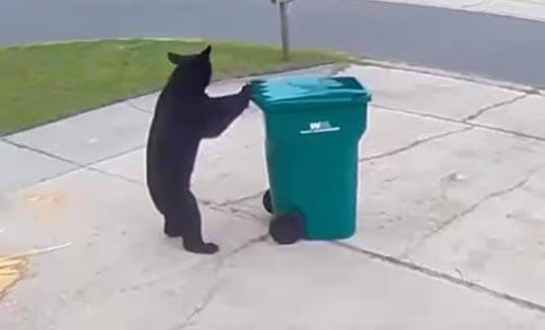 Хулиганистый медведь опрокинул мусорный бак