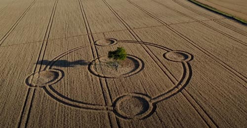 Неизвестные художники нарисовали на поле круг, включив в него дерево
