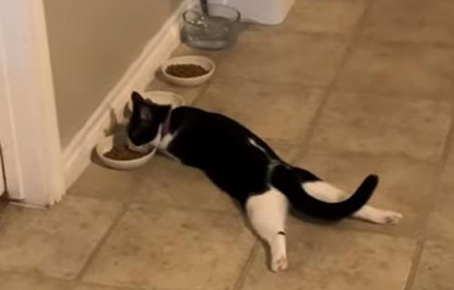 Хозяев веселит кошка, обедающая в странной позе