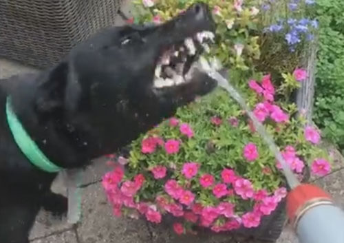 Жадная собака уверена, что вся вода должна доставаться только ей