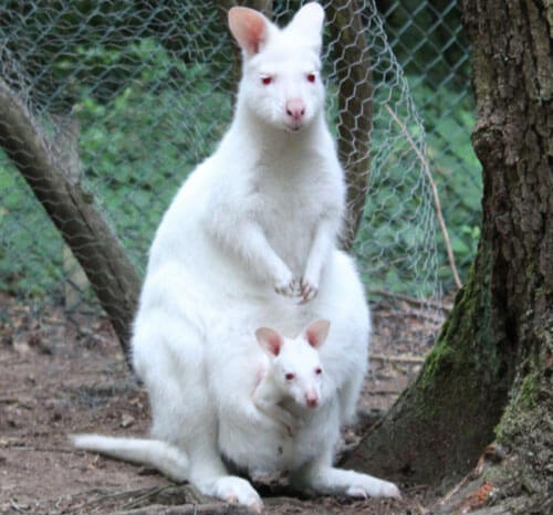 Маленького кенгуру-альбиноса украли из зоопарка