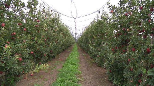 Ароматные витамины: яблочные рекорды и сады Кабардино-Балкарии
