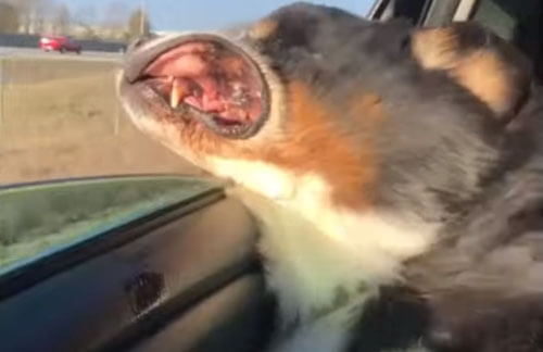Собака, катающаяся на машине, превратилась в жутковатое чудовище