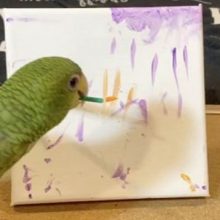 Хозяйка учит своего талантливого попугая множеству интересных трюков