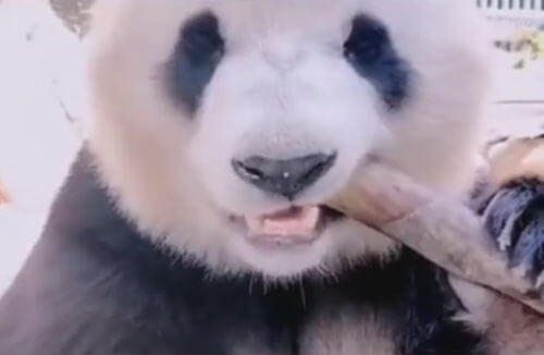 Ветеринарам пришлось лечить панду, по неизвестной причине начавшую лысеть