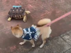 Собака не пожелала знакомиться с жуткой черепахой