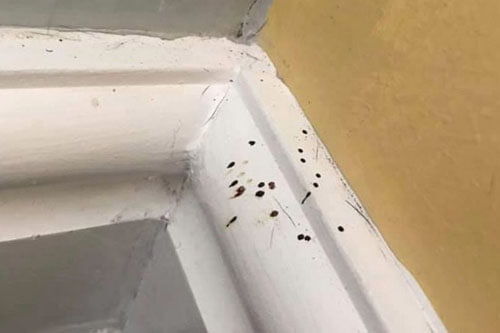 Испражняющиеся пауки стали причиной появления странных пятен в доме