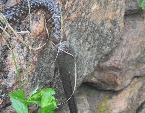 Змеи потратили полчаса на борьбу из-за рыбы, которая в итоге спаслась
