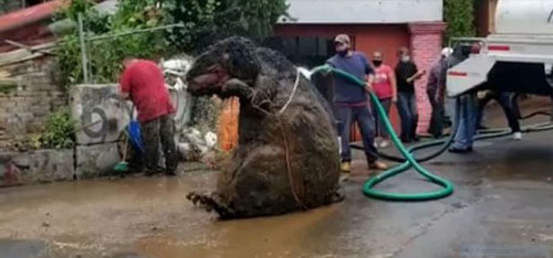Рабочие, чистившие канализацию, чуть не разбежались в ужасе при виде «гигантской крысы»