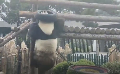 Панда всех повеселила своей необычной смешной шляпой