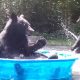 Медведица приводит детёныша купаться в детском бассейне