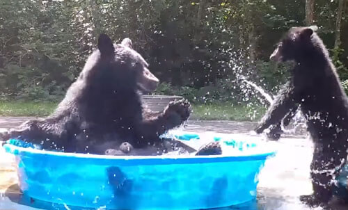 Медведица приводит детёныша купаться в детском бассейне