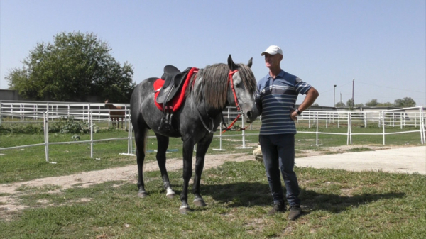 Незаслуженно забытая: в Кабардино-Балкарии возрождают легендарную породу лошадей