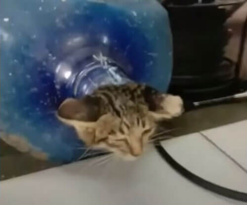 Котёнок понял, что вылезти из бутылки не так просто, как залезть в неё
