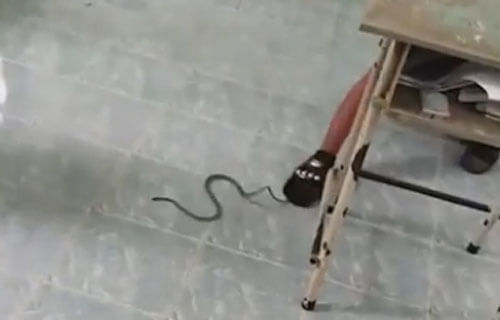 Змеи, стремящиеся к знаниям, устроили гнездо в учительском столе